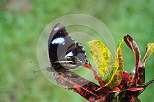 Great Eggfly butterfly on a leaf.