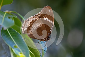 Great Eggfly butterfly on a leaf