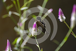 Great Eggfly Hypolimnas bolina butterfly perching on the Grass Seedpod and Flower