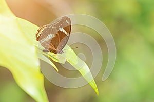 Great Eggfly (Hypolimnas bolina jacintha) butterfly on green leaf. photo