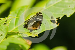 The Great Eggfly is on the leaves