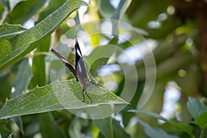 A Great Eggfly Resting on a Green Leaf