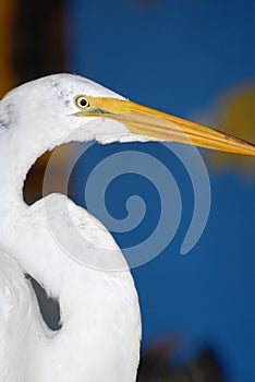 Great Egret