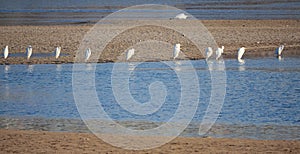 Great Egret