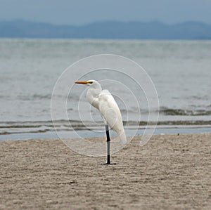 Great Egret