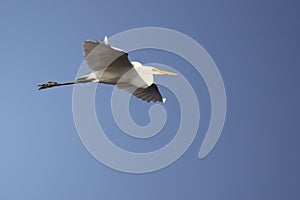 Great Egret