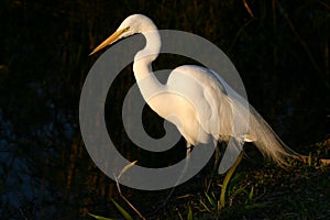 Great egret