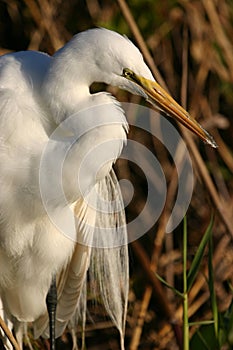 Great egret