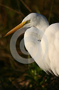 Great egret