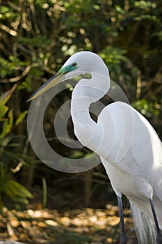 Great Egret