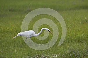 Great Egret