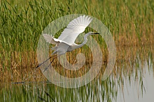 Great egret photo