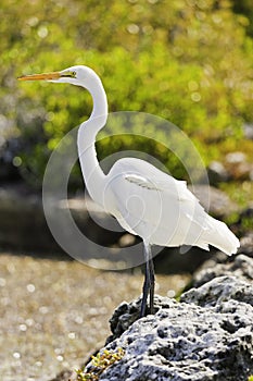 Great Egret