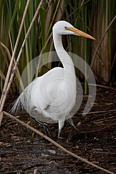 Great Egret