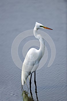 Great Egret