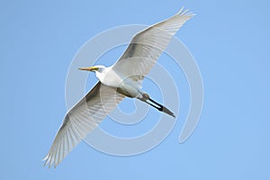 Great Egret