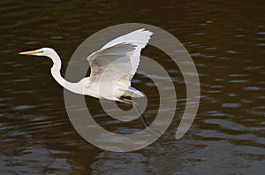 Great egret
