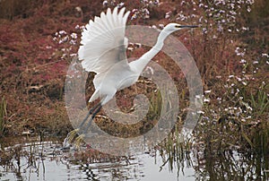 Great egret