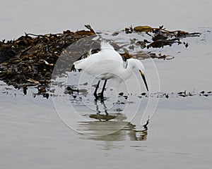 Great Egret