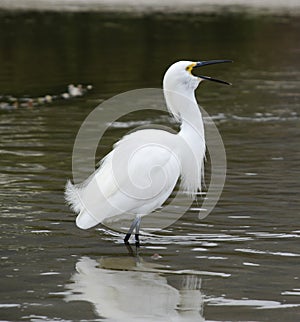 Great Egret