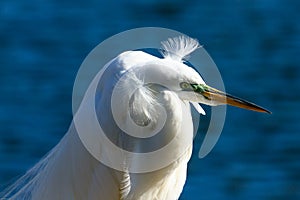 Great Egret