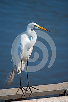 Great Egret