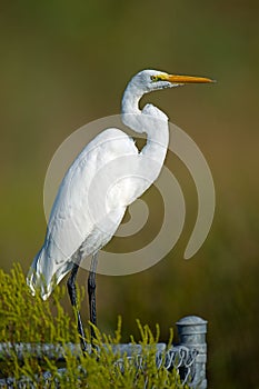 Great Egret