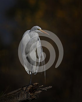 Great Egret