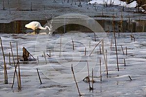 Great Egret