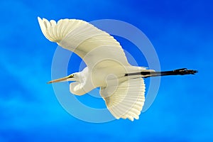 Great egret photo