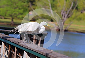 Great Egret