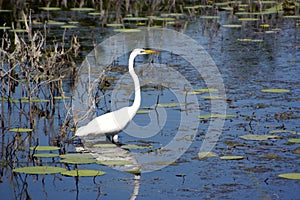 Great Egret