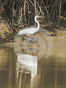 Great Egret