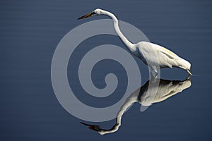 Great egret