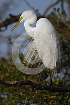 Great egret