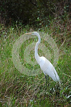 Great Egret