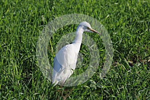 Great egret