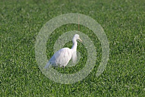 Great egret