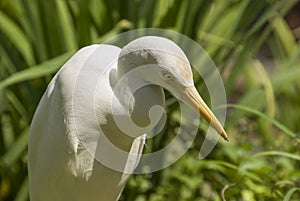 Great Egret