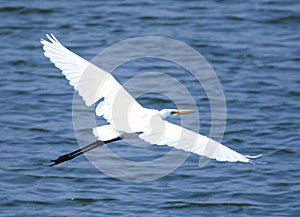 GREAT EGRET