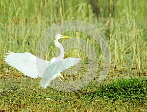 GREAT EGRET