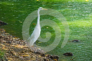 Great Egret