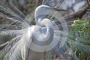 A Great Egret.