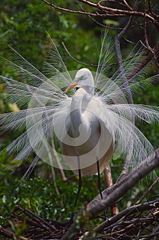 A Great Egret.