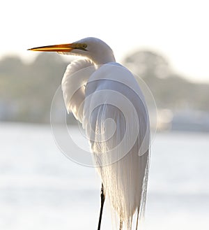 Great Egret