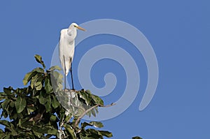 Great egret