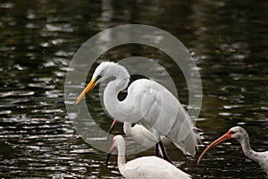 Great Egret Above Other Birds