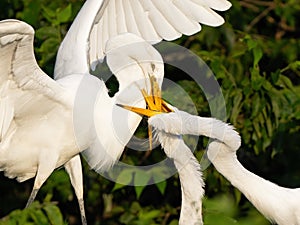 Great Egret Adult Feeding Chicks