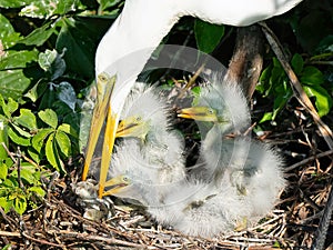 Great Egret Adult Feeding Chicks