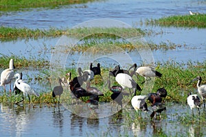 Great egret, african spoonbill and glossy and sacred ibises, Amb